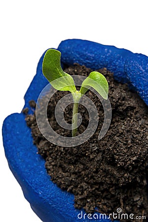 Baby Zucchini Sprout In Garndenerâ€™s Hands Isolated On White Stock Photo